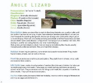 web_lizard_facts-327x292